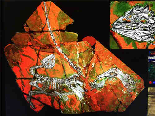 借助X荧光光谱仪见证历史！ 世界上第一幅恐龙彩色写真在大连诞生